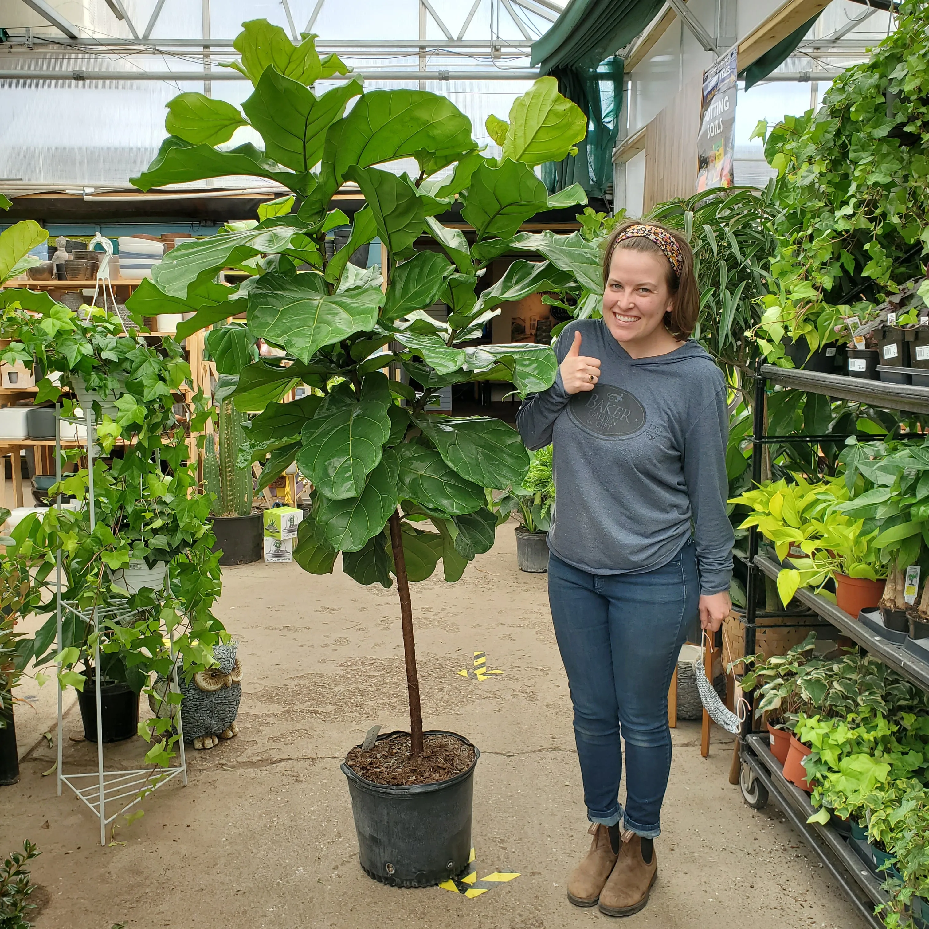 14" ficus lyrata