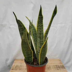 6" sansevieria superba