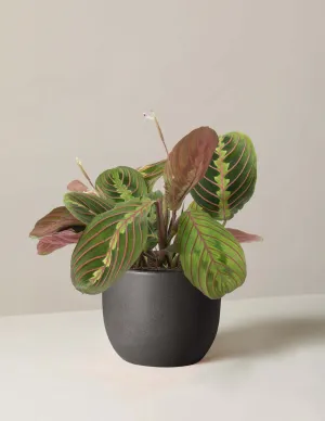 Maranta red