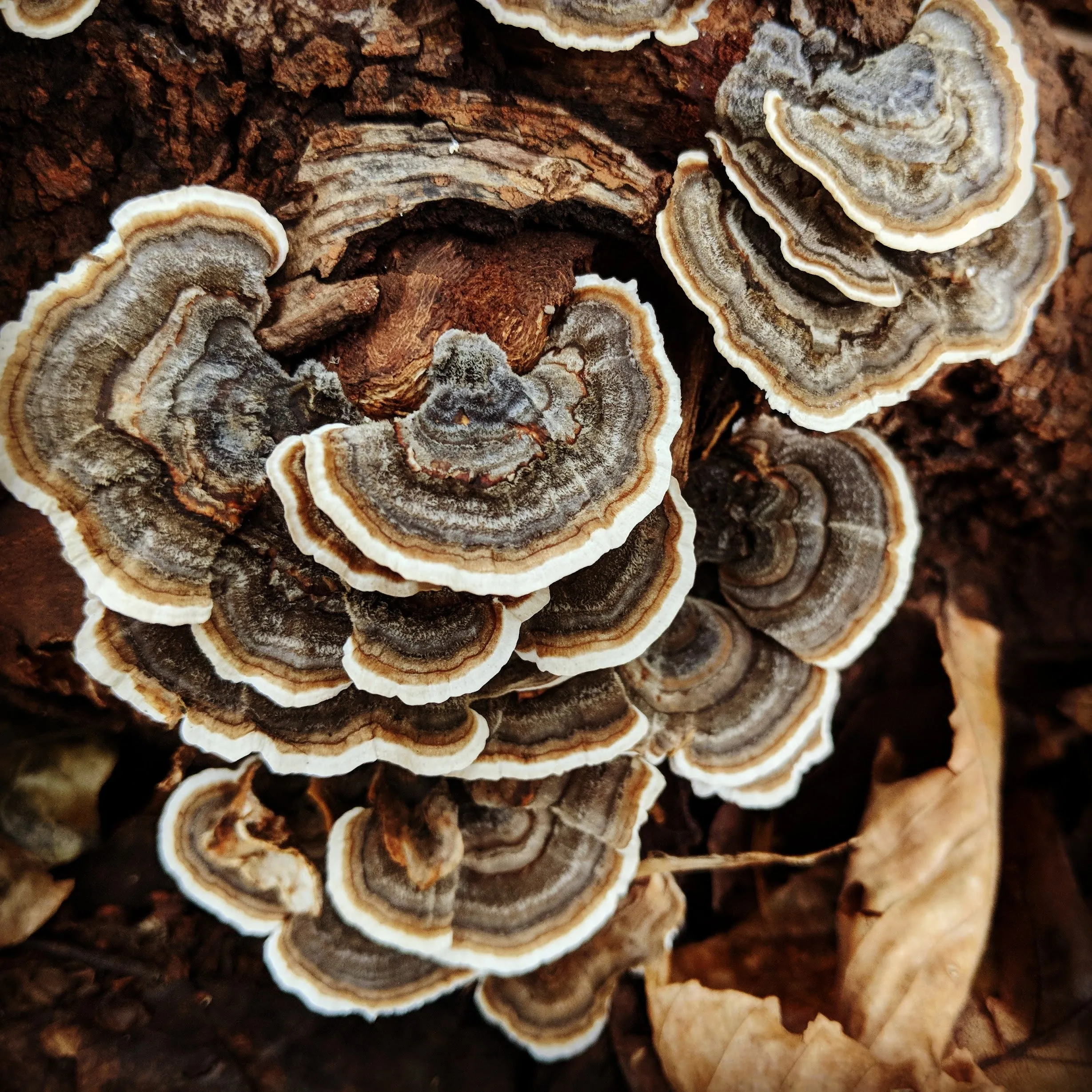 TURKEY TAIL - EYESHADOW