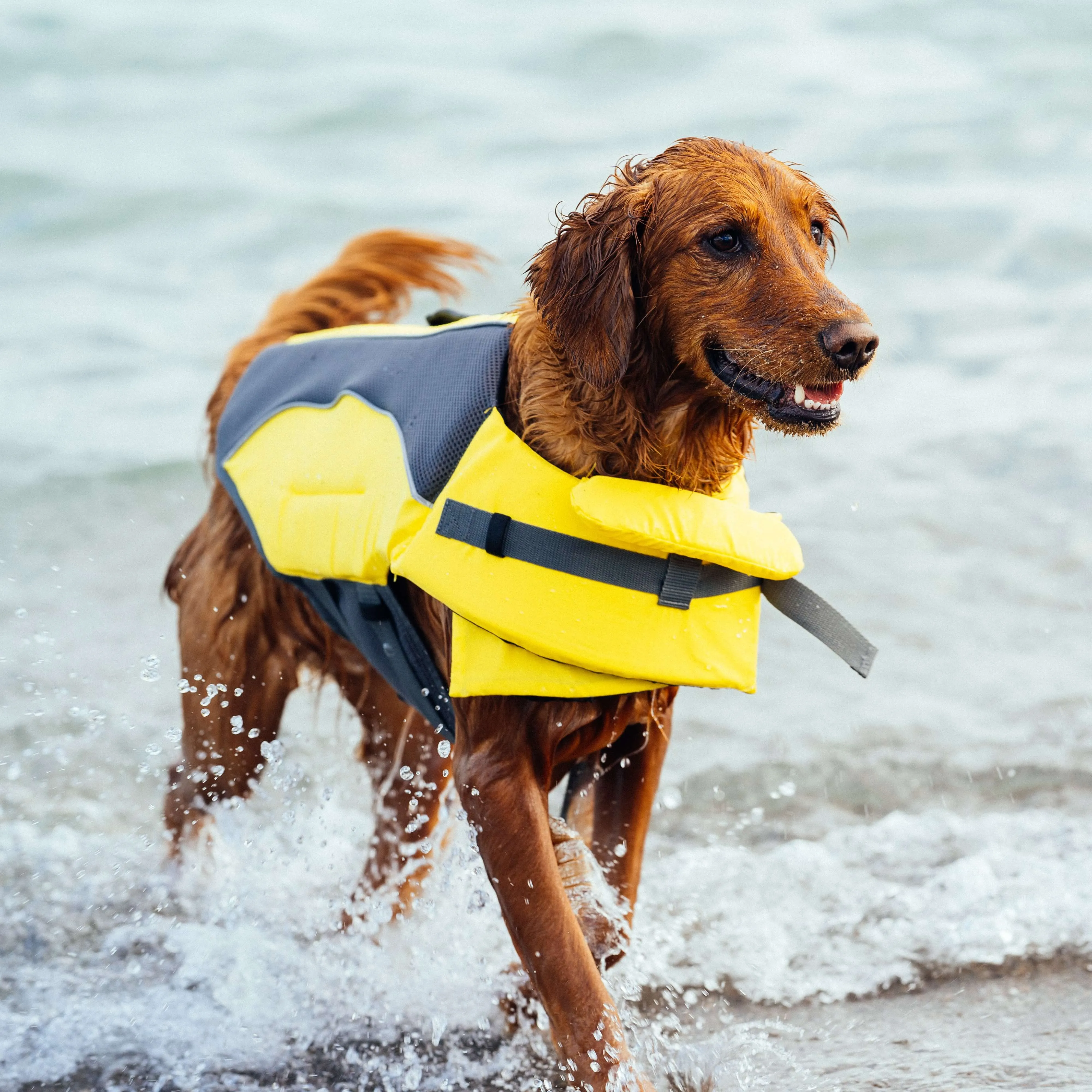 Wave Rider Life Jacket